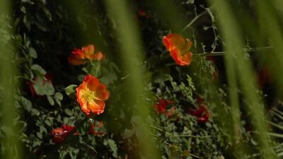 Brazilian Heat: Unleashing the Beast in Joaquim Cruze