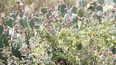 Cruising on the Beach - Double Ejaculation: Amateur Male Exhibitionist Masturbates and Cums Twice