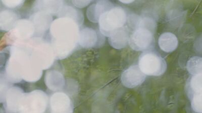 Woodland Lust - Edward Terrant and Rocky Vallartas Gay Porn Video [Your name]