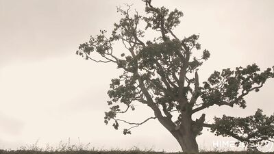 Exploring Jalousie: A Gay Porn Video