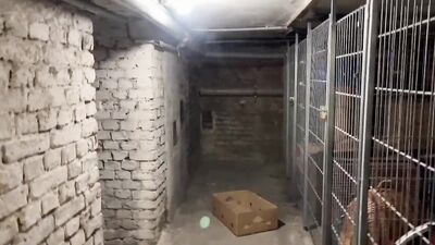 Raw Fury: German Piss Pigs