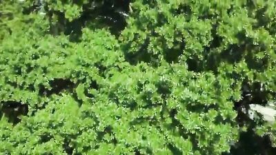 Black Muscle Couple Goes Wild in Every Room