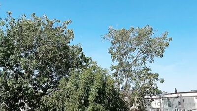 gay muscle couple: hot brunette butt and brazilian experience