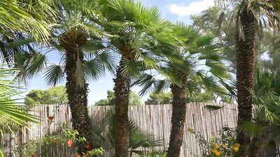 Gangbang Gone Wild - Johnny V & The Thug Life Crew