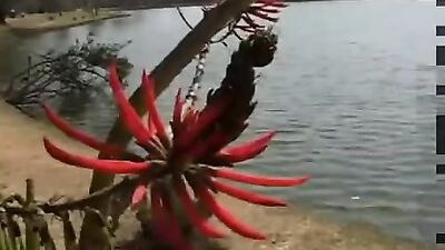 Gay Porn Video: Best Buds Suck Each Others Cocks and Get Fucked in Sling Bondage