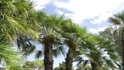 Deep Throat Action: Danny Montero and Joaquim Cruze