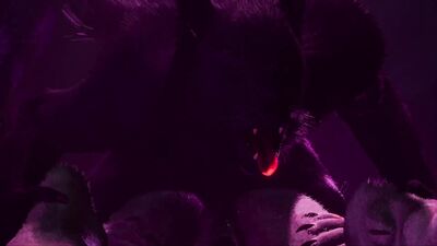 Gay Furry Synth Lovers | Lion & Wolf | Wild Life Furries