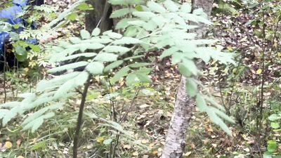 Sucked a stranger in the woods - 377