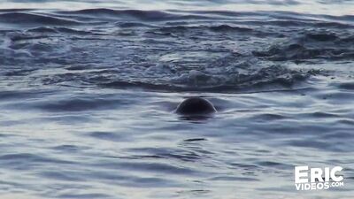 Beach Buddies: Hairy Muscular Fuckers in a Spanish Hotel Room