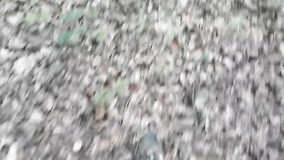 Forest Erotica: A Tiny Love Story